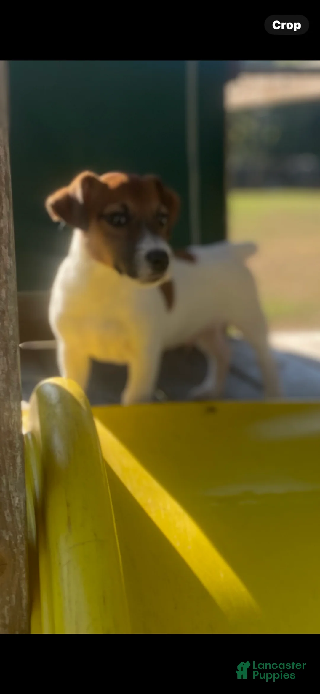 Jack Russell Terrier dogs for sale: Jack Russell Terrier Polo - Ad 1
