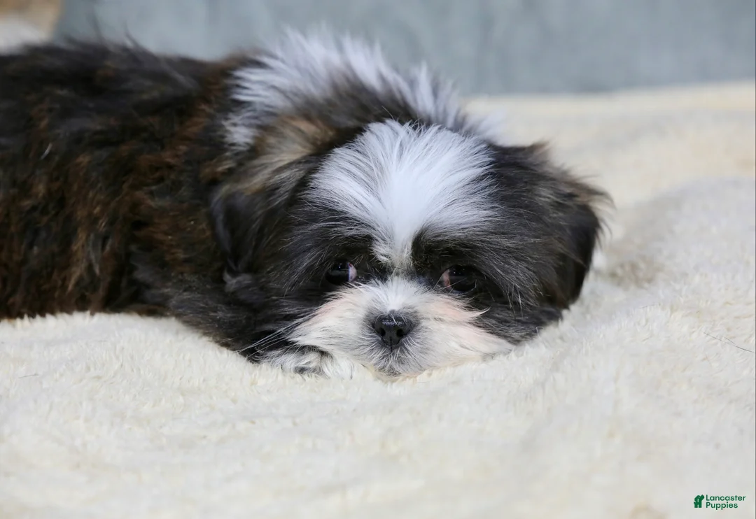 Shih Tzu dogs for sale: Stanlee - Ad 19