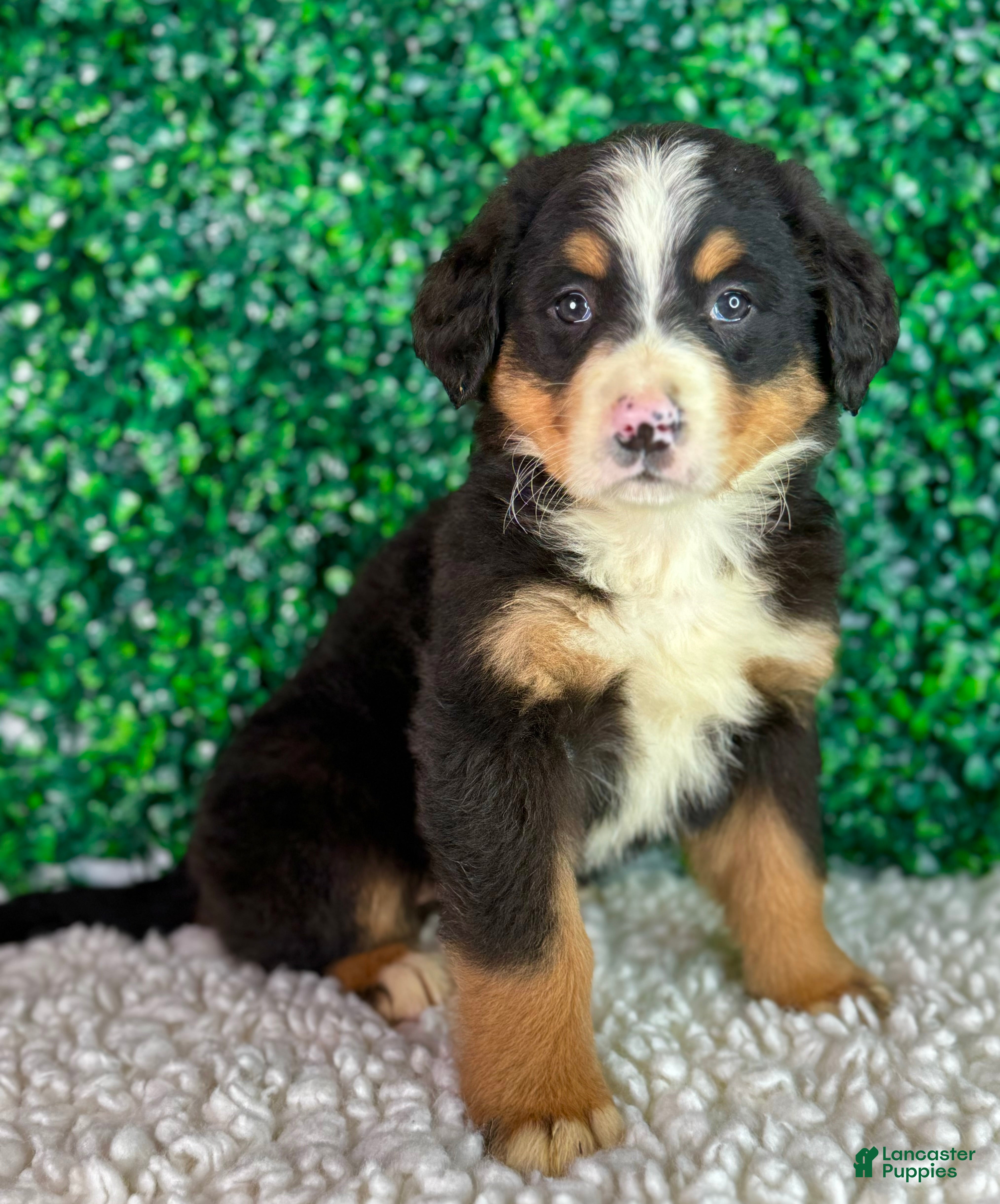 Bernese Mountain Dog dogs Bella  - Ad 1