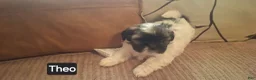 Shih Tzu dogs for sale: Shih Tzu 5 - Ad 4