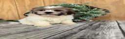 Teddy Bear dogs for sale: Lizzie - Ad 7