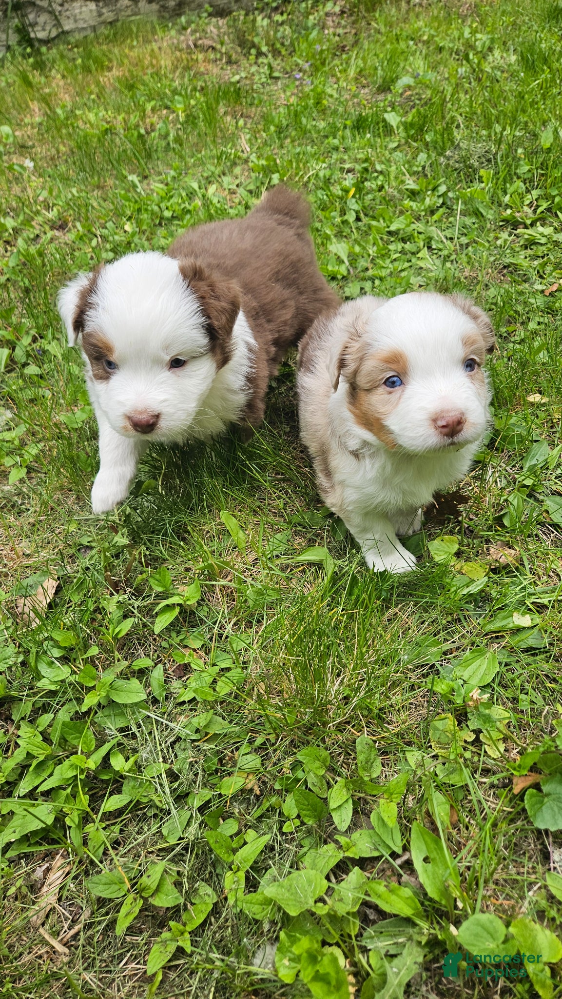 Australian Shepherd dogs for sale: Willow - Ad 3