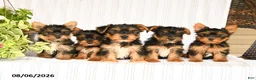 Yorkshire Terrier dogs for sale: Dustin - Ad 5