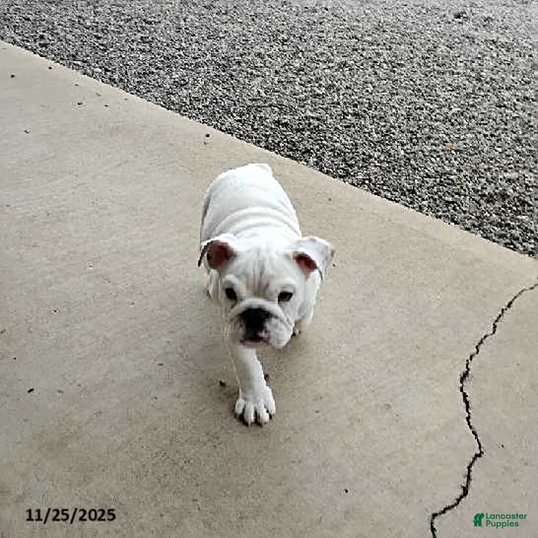 English Bulldog dogs for sale: Rayna - Ad 9