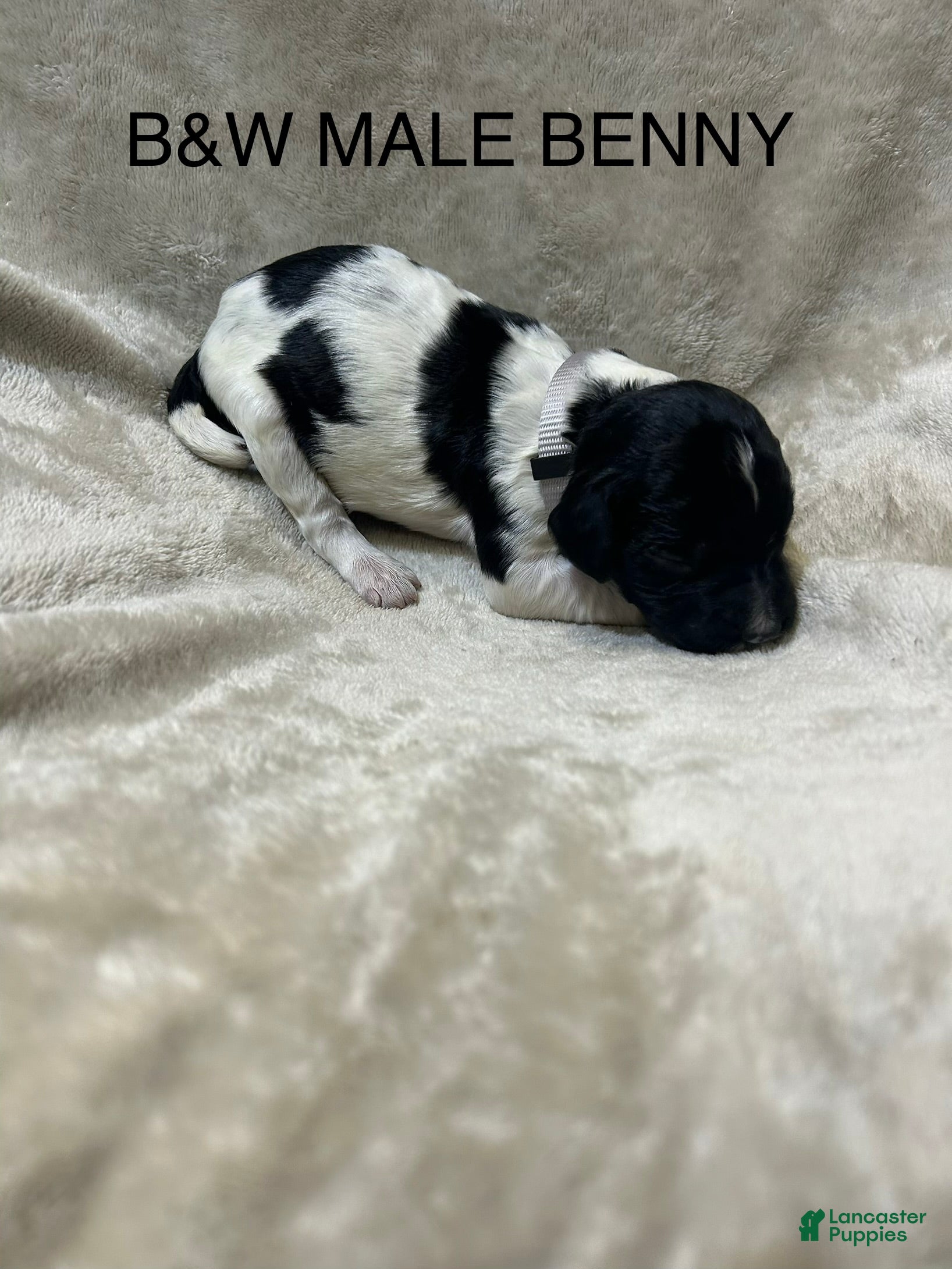 English Springer Spaniel dogs English Springer Spaniel 6 - Ad 1