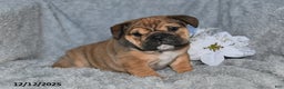 English Bulldog dogs for sale: Sonya - Ad 5