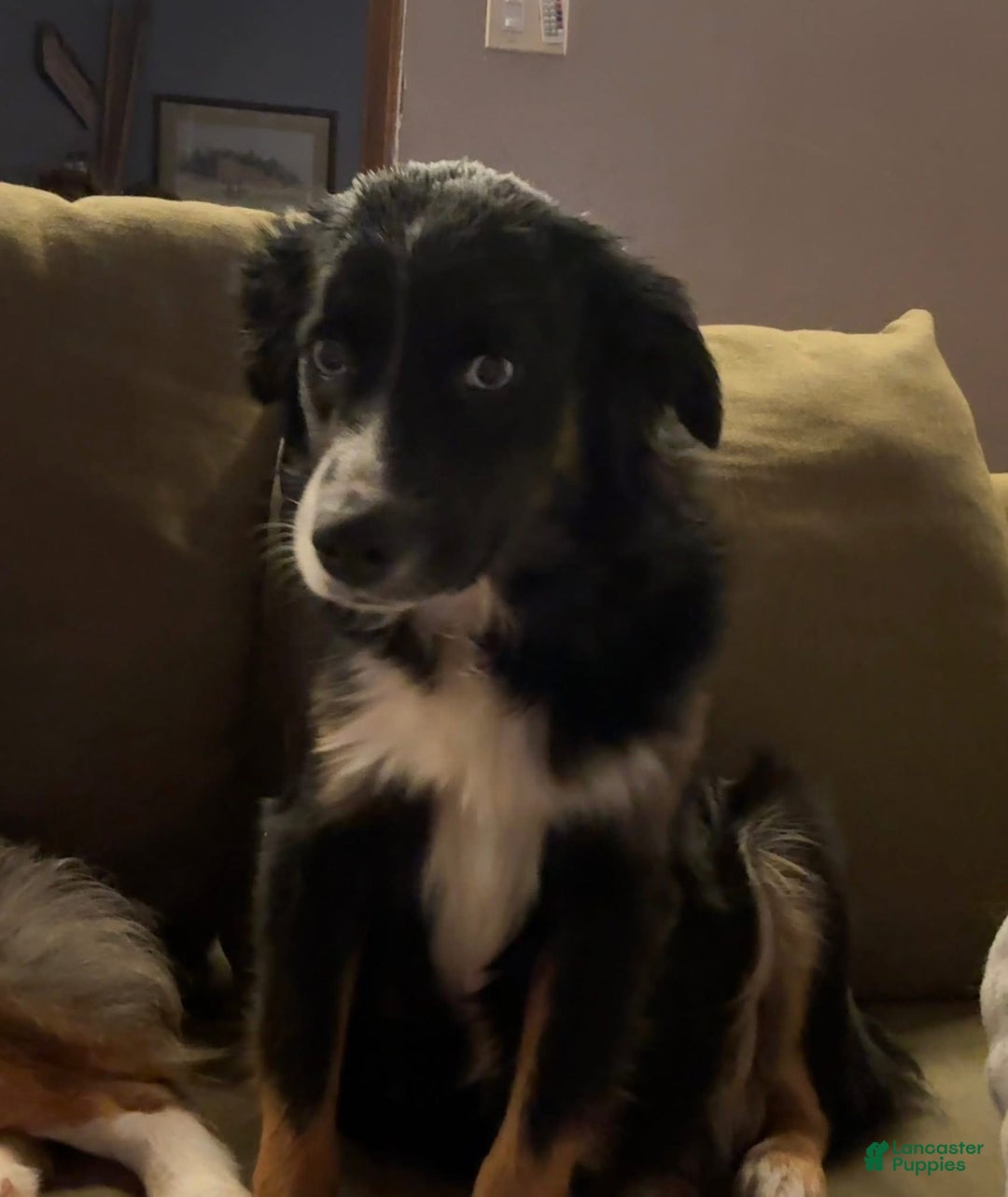 Miniature Australian Shepherd dogs for sale: Miniature Australian Shepherd Puppy 2 - Ad 2