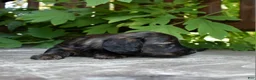 Miniature Dachshund dogs for sale: Ruth - Ad 3