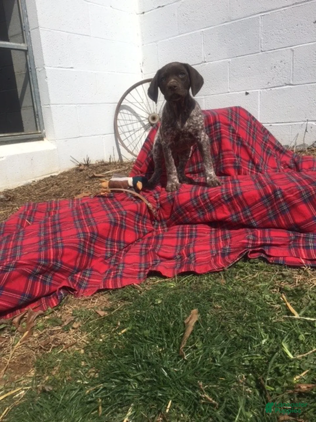 German Shorthaired Pointer dogs for sale: Buck🐾AKC Registered❤️Call 717-575-1834 - Ad 8