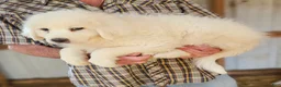 Great Pyrenees dogs for sale: Great Pyrenees  - Ad 5