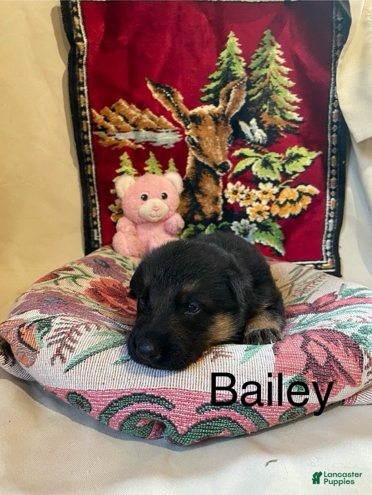 German Shepherd dogs Bailey - Ad 2