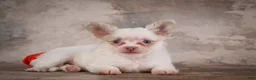 Chihuahua dogs for sale: Charlie - Ad 9