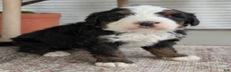 Bernedoodle dogs for sale: Scotty  - Ad 5