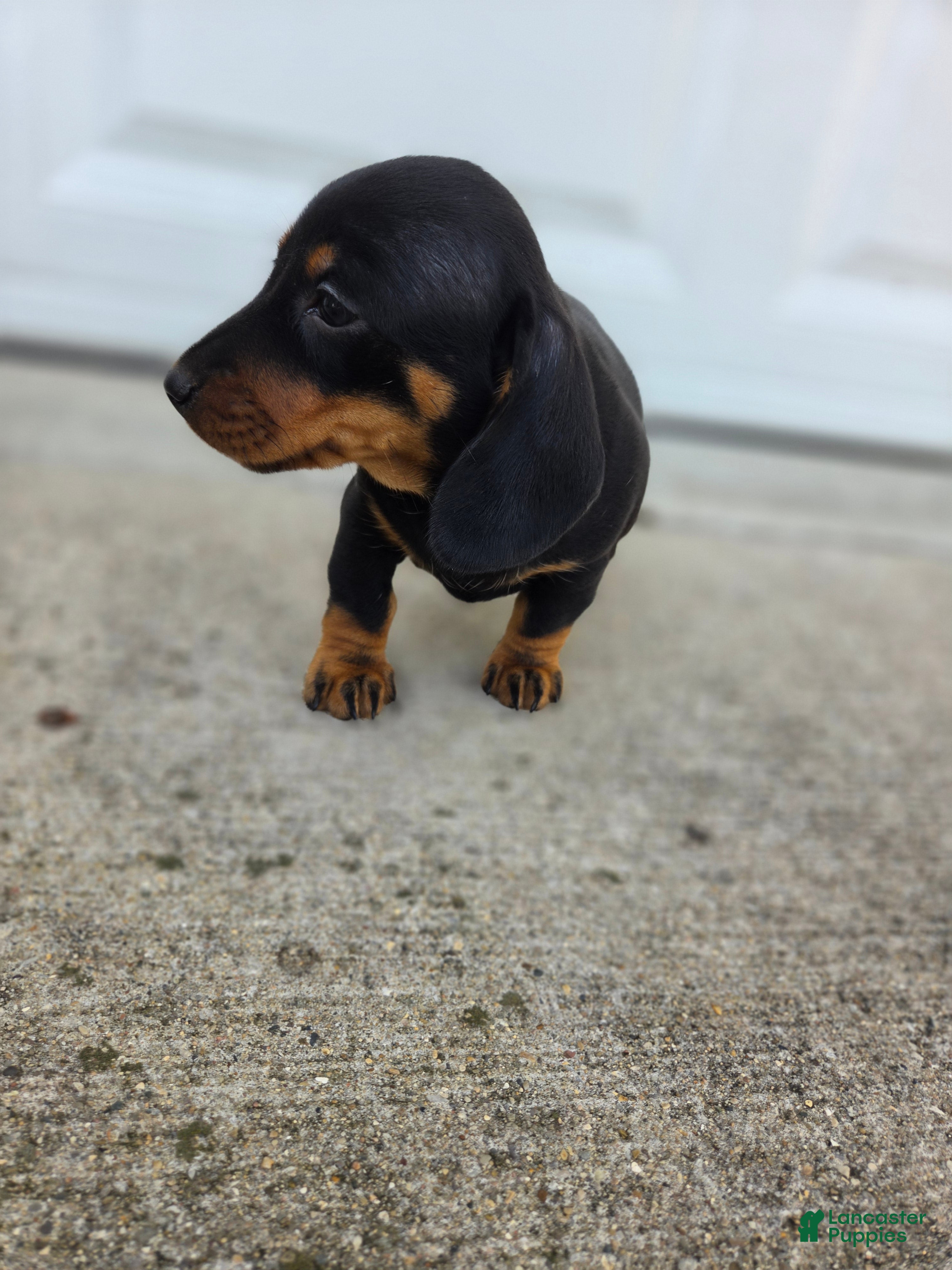 Dachshund dogs Poppy - Ad 2