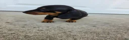 Dachshund dogs for sale: Poppy - Ad 2
