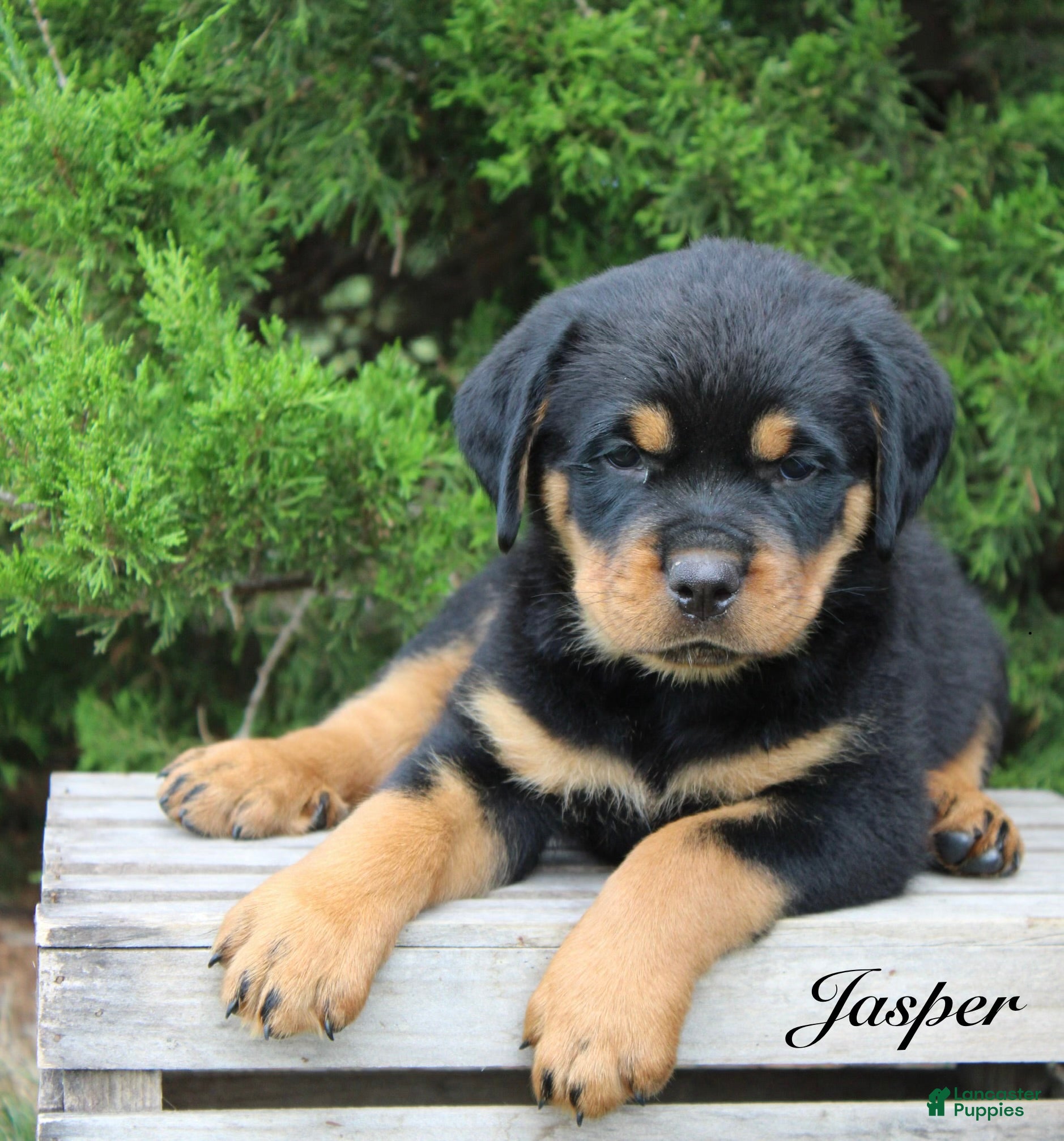 Rottweiler dogs Jasper - Ad 1