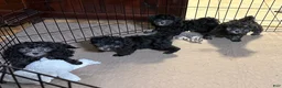 Shihpoo dogs for sale: Shihpoo 5 - Ad 4