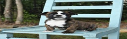 Mixed Breed dogs for sale: Rayne - Ad 1