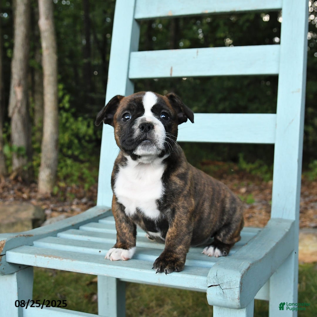 Mixed Breed dogs for sale: Rayne - Ad 1