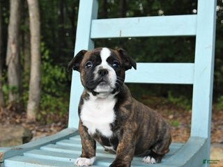 Mixed Breed dogs Rayne - Ad 32