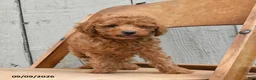 Miniature Poodle dogs for sale: Sawyer - Ad 5