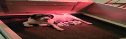 Spanish Water Dog dogs for sale: Spanish Water Dog Puppy 1 - Ad 3