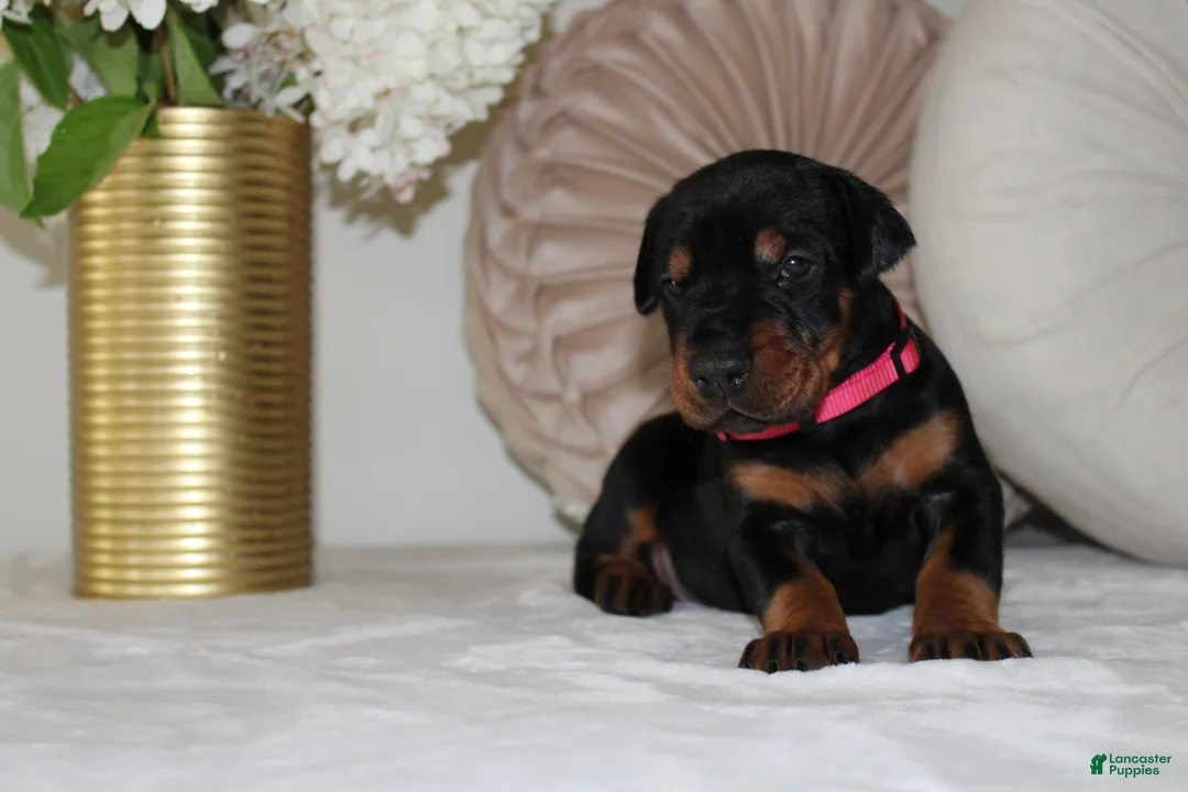 Doberman Pinscher dogs for sale: Sadie - Ad 1