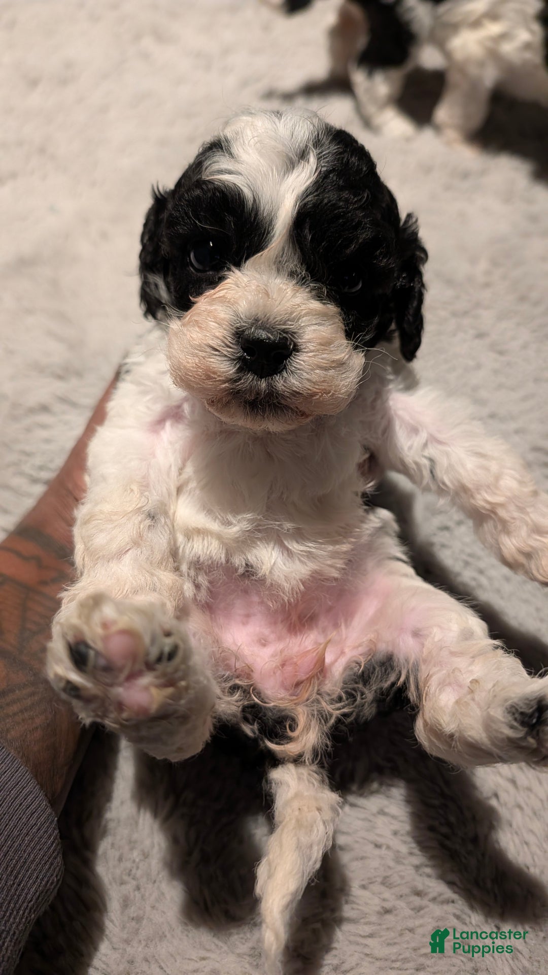Cockapoo dogs for sale: Lucky (F2b) - Ad 2