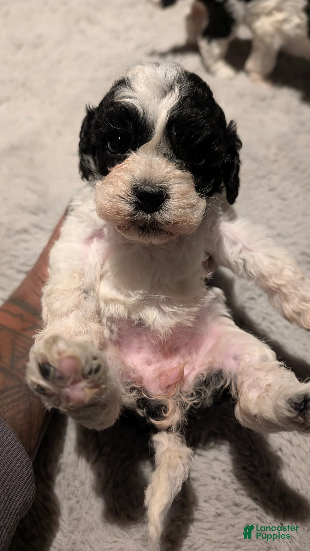 Cockapoo dogs for sale: Lucky (F2b) - Ad 2