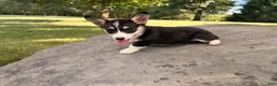 Welsh Corgi Pembroke dogs for sale: Holly - Ad 7