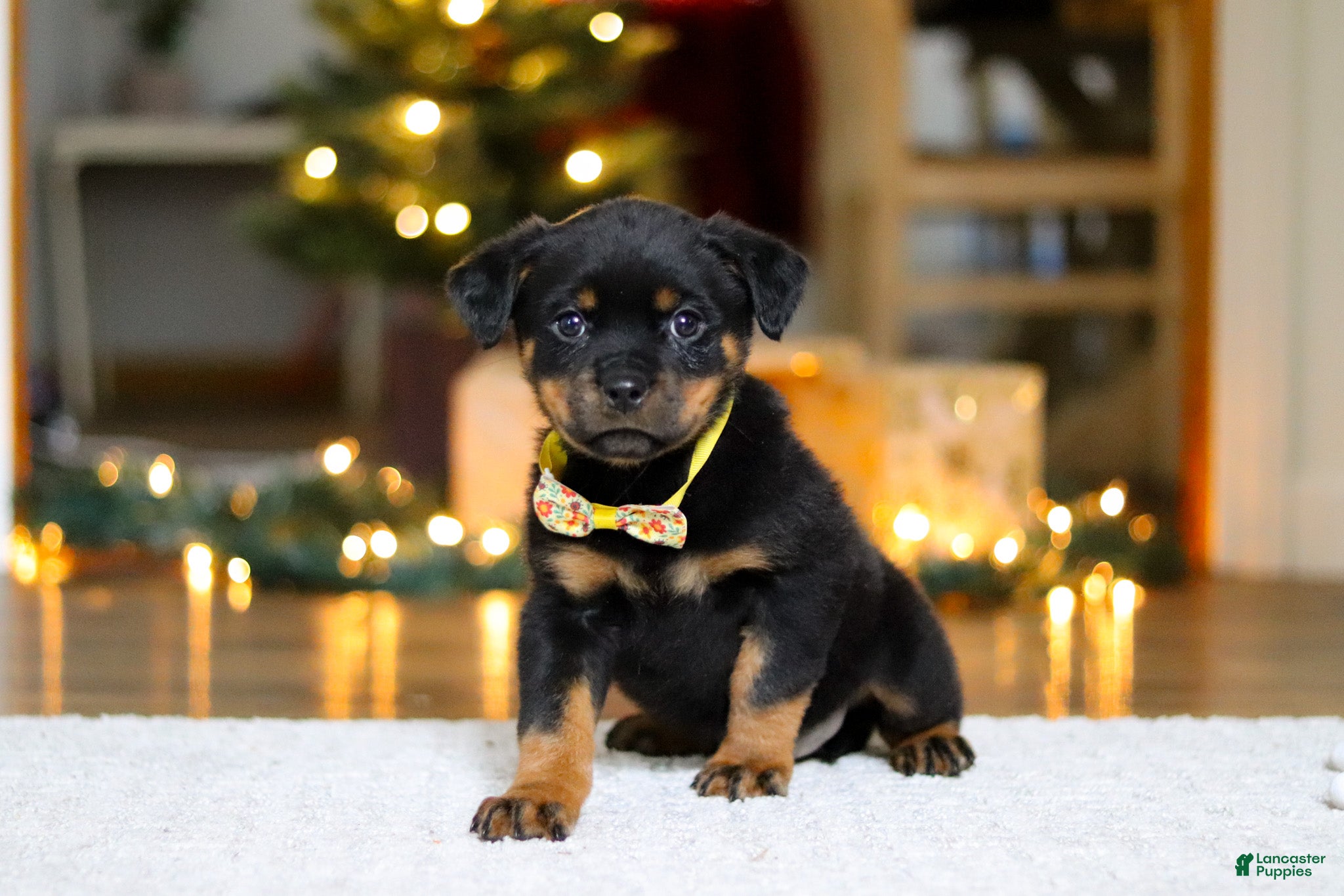 Rottweiler dogs Roxie - Ad 4