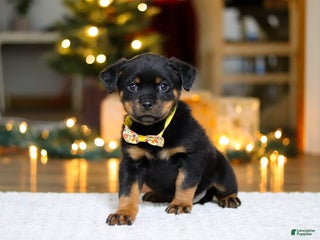 Rottweiler dogs Roxie - Ad 4