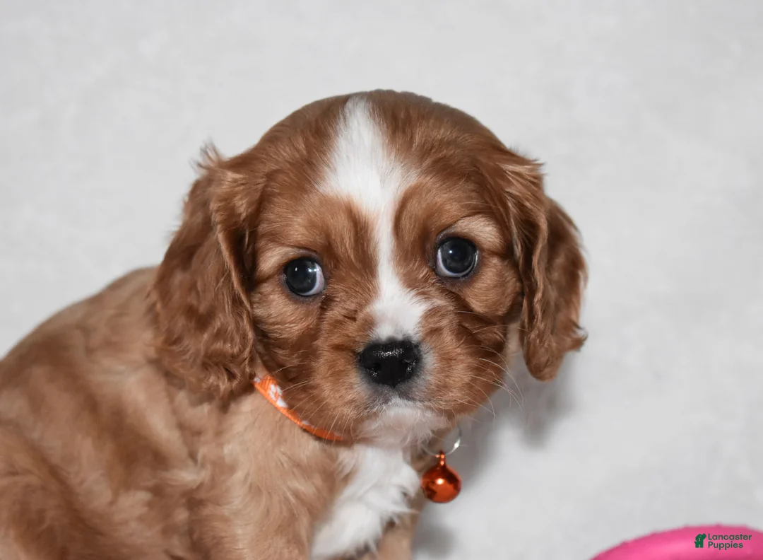 Cavalier King Charles Spaniel dogs for sale: Piper - Ad 4