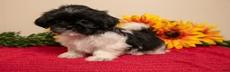 Shih Tzu dogs for sale: Tina - Ad 3