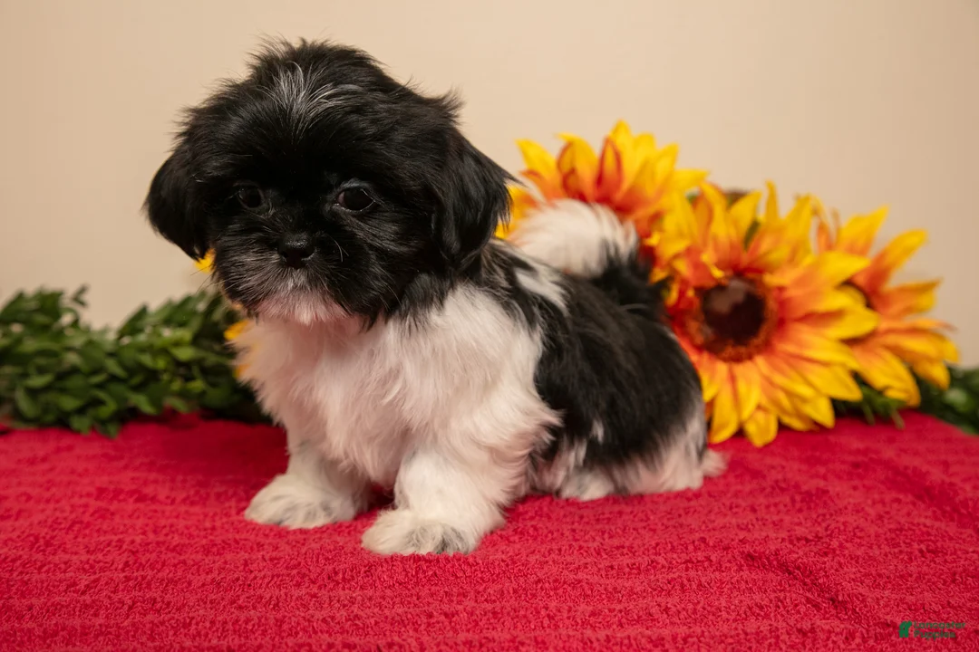 Shih Tzu dogs for sale: Tina - Ad 3