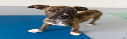Mixed Breed dogs for sale: Bandogge Brindle M - Ad 2