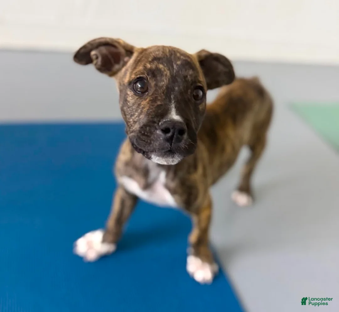 Mixed Breed dogs for sale: Bandogge Brindle M - Ad 2