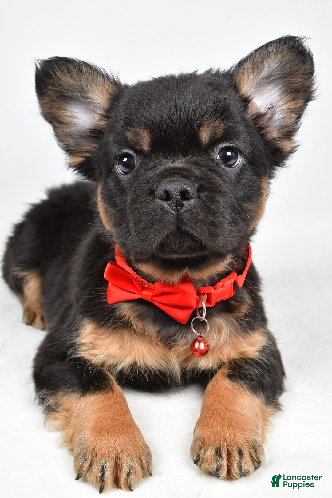 French Bulldog dogs for sale: Morris - Ad 9