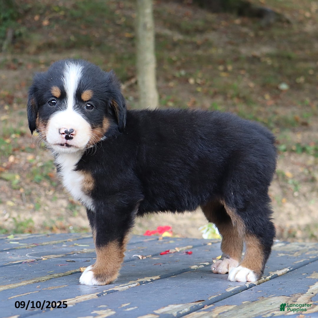 Bernese Mountain Dog dogs for sale: Jenny - Ad 15