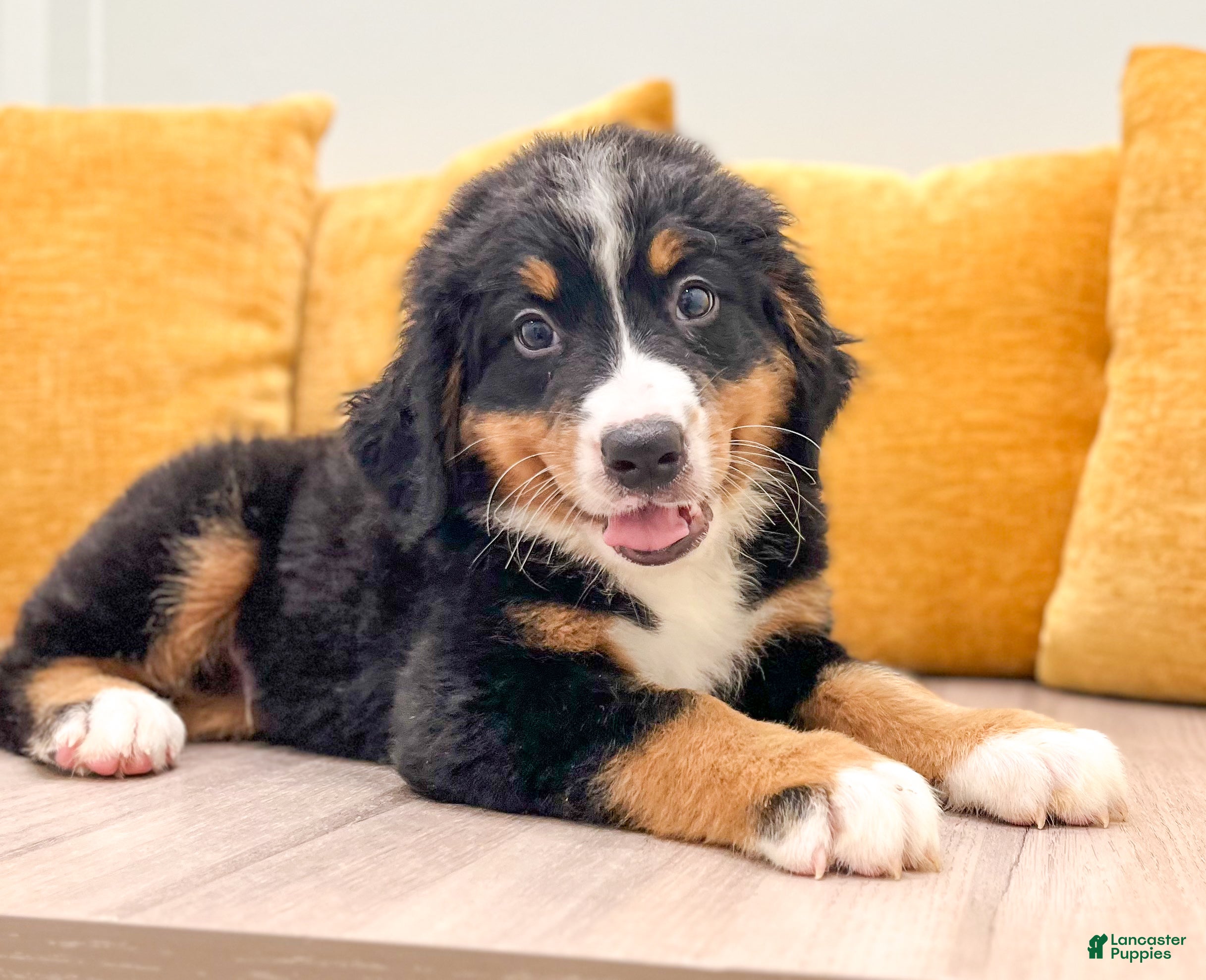 Bernese Mountain Dog dogs Mason - Ad 2