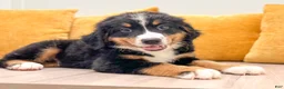 Bernese Mountain Dog dogs for sale: Mason - Ad 2