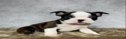 Boston Terrier dogs for sale: Mr. Jax - Ad 8