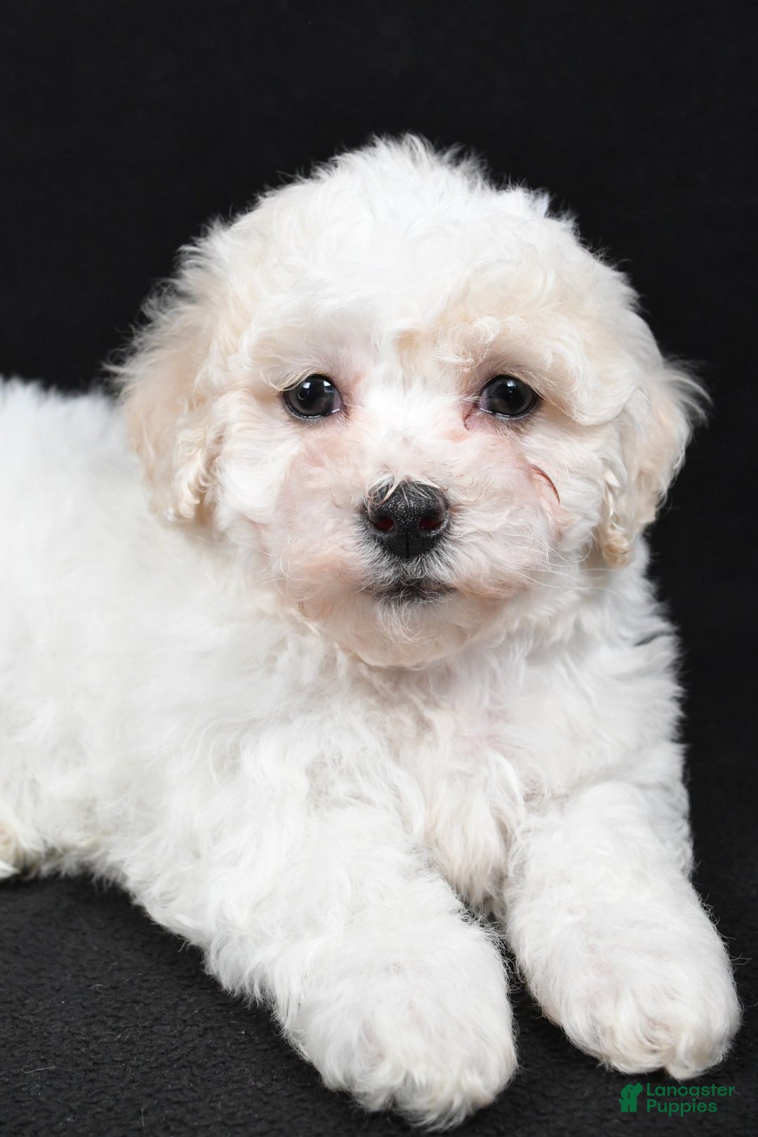 Bichpoo dogs for sale: terra - Ad 5