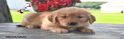 Golden Retriever dogs for sale: Tansy - Ad 4