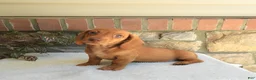 Miniature Dachshund dogs for sale: Topper  - Ad 3