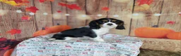 Cavalier King Charles Spaniel dogs for sale: Zoro - Ad 4