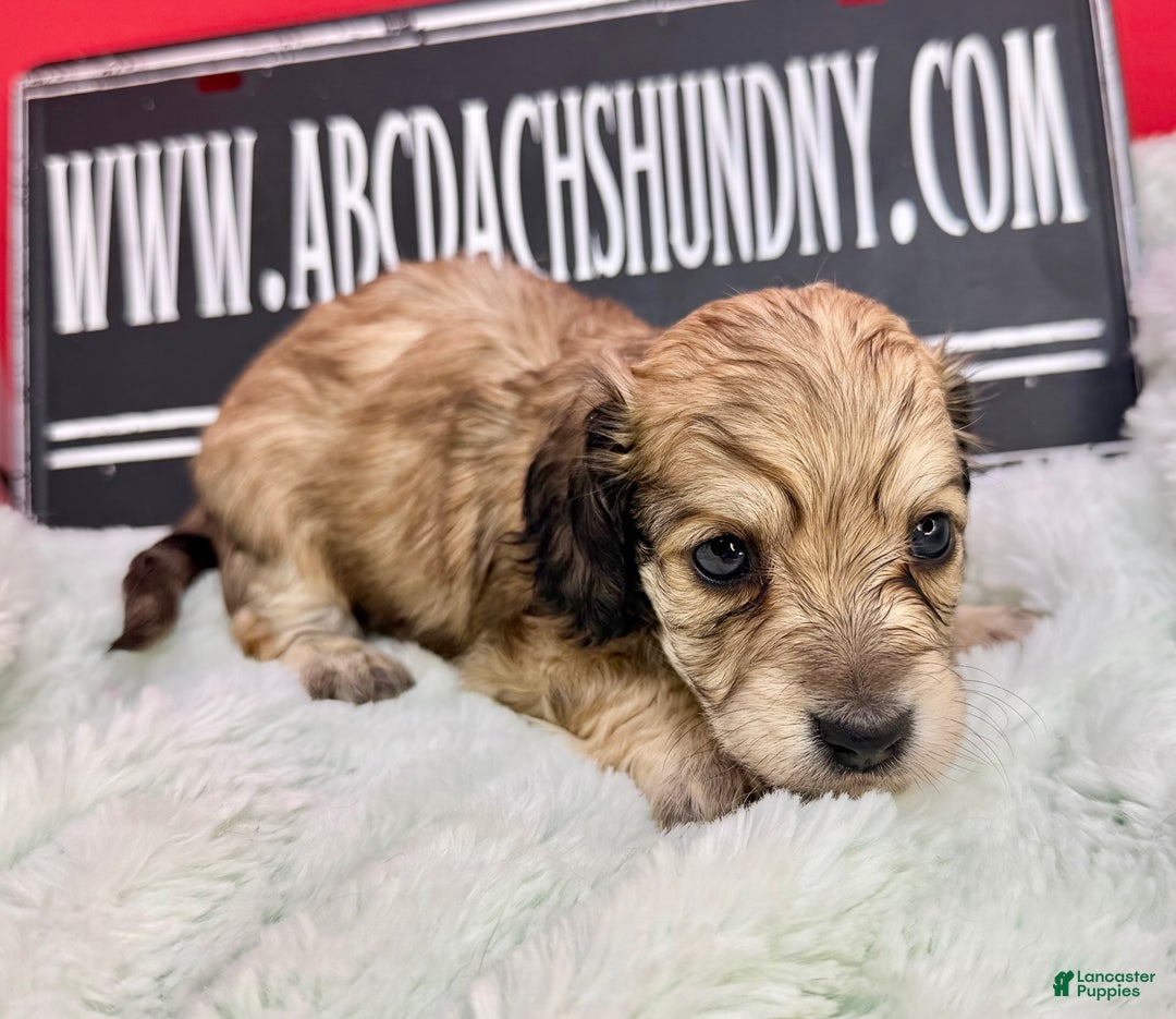 Miniature Dachshund dogs for sale: Eng cream - Ad 5