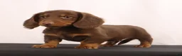 Dachshund dogs for sale: Hank  - Ad 4