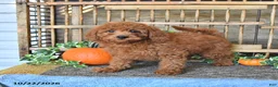 Mini Goldendoodle dogs for sale: Abby - Ad 1