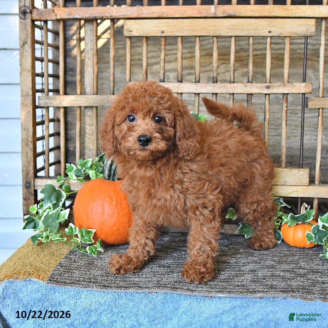 Mini Goldendoodle dogs for sale: Abby - Ad 1